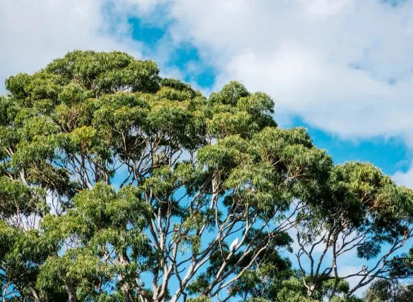 Eucalyptus-Aromatherapy-Breathe-Easy-Live-Better Calmly Co.